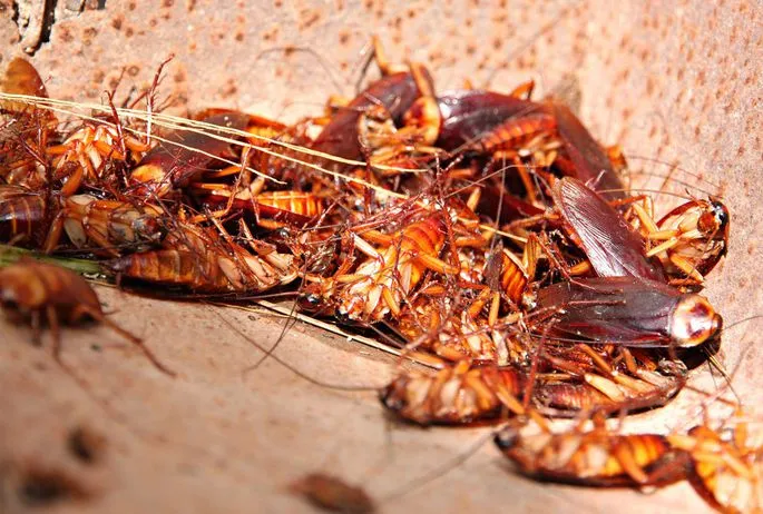 Professional Pest Control Serv"s LLC