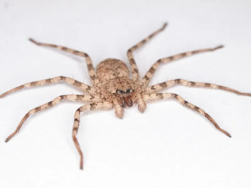 Professional Pest Control Serv"s LLC