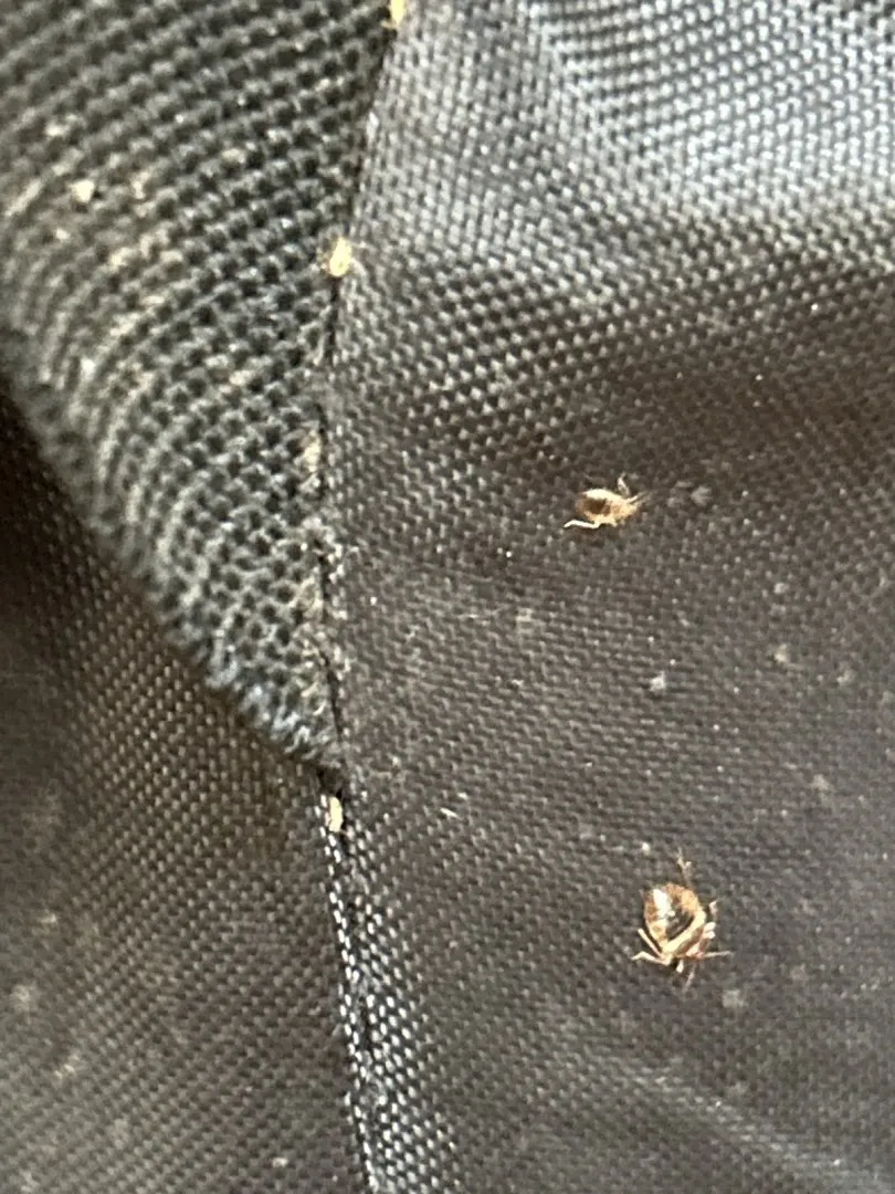 Phoenix Pest Solutions, LLC