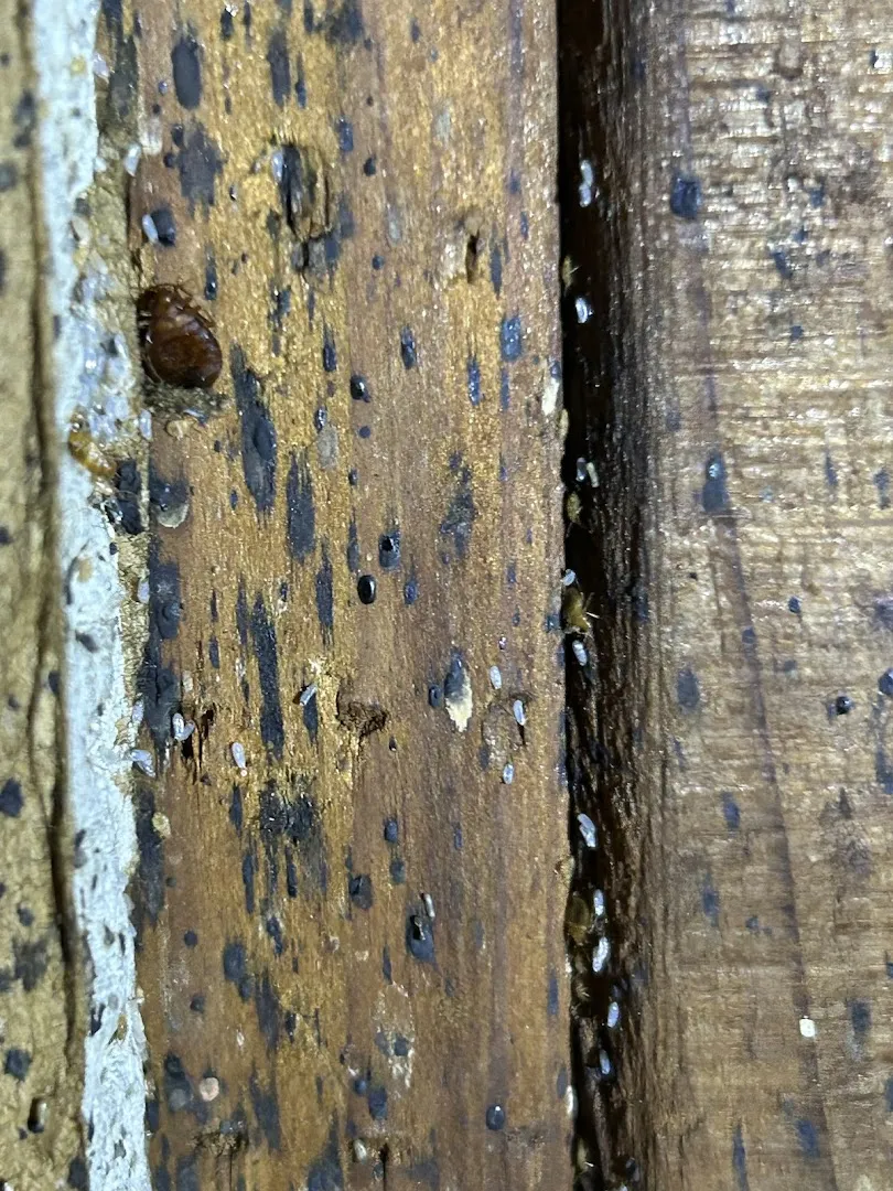 Phoenix Pest Solutions, LLC