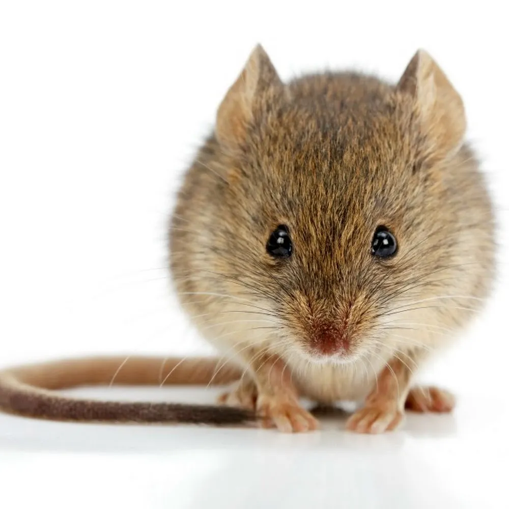 Quality Pest Control