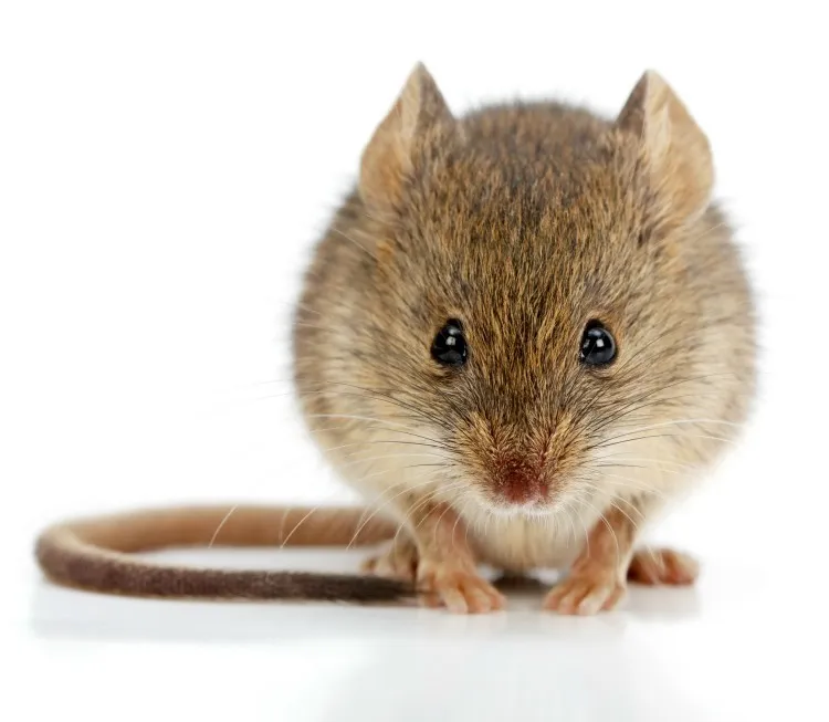 Quality Pest Control