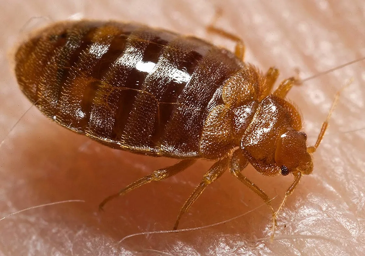 Rise Up Pest Control