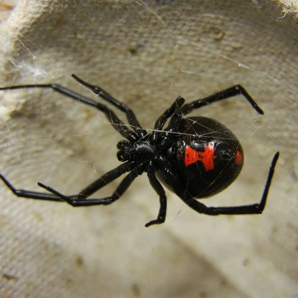 River Front Pest Solutions
