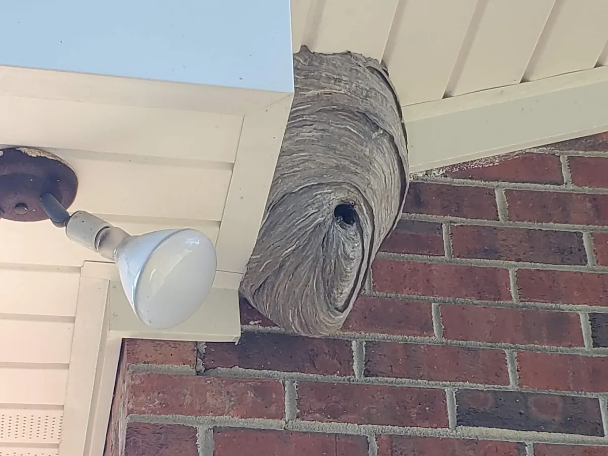 Sunrise Pest Defense