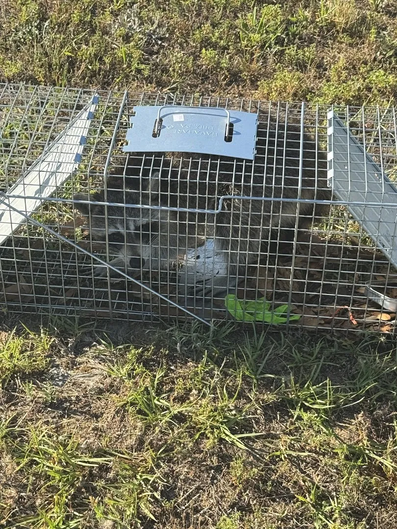 The Pest Professionals