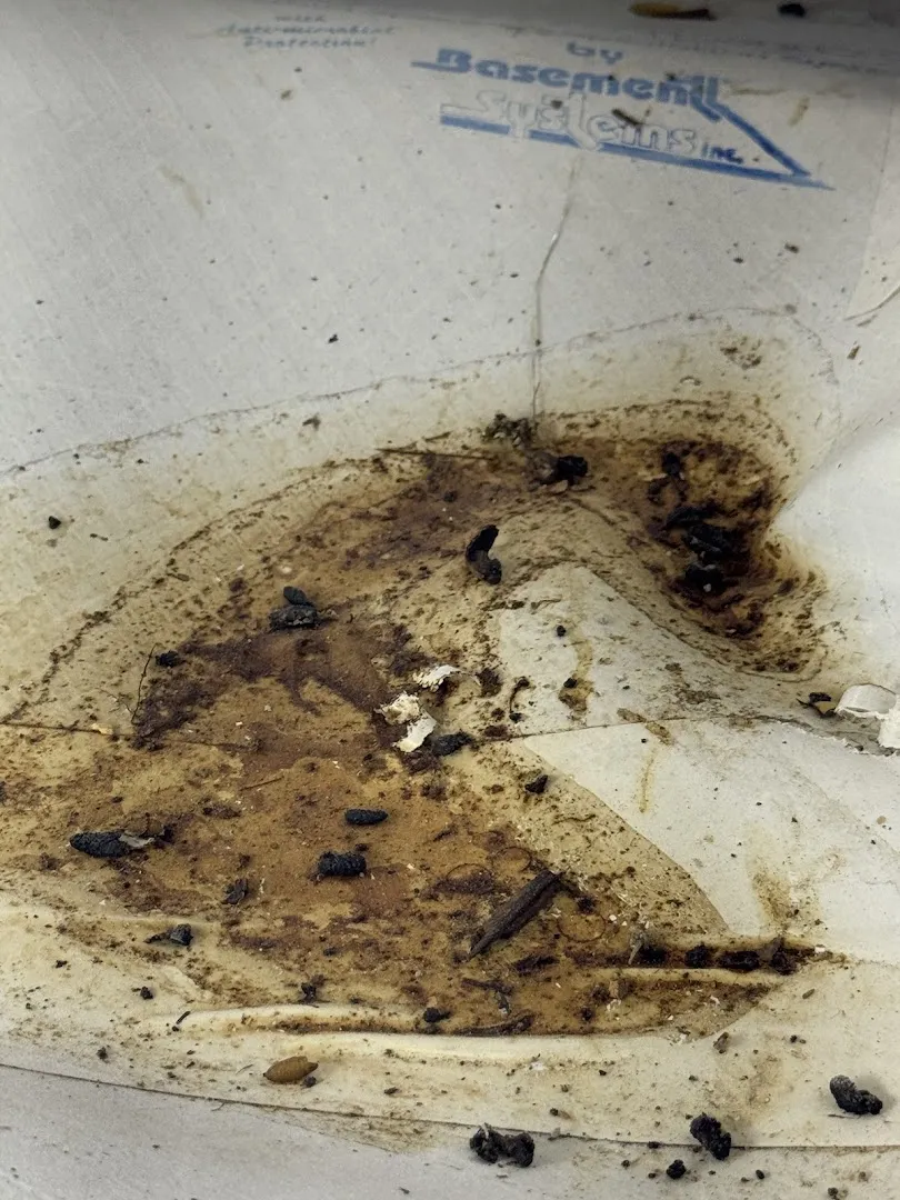 The Pest Professionals