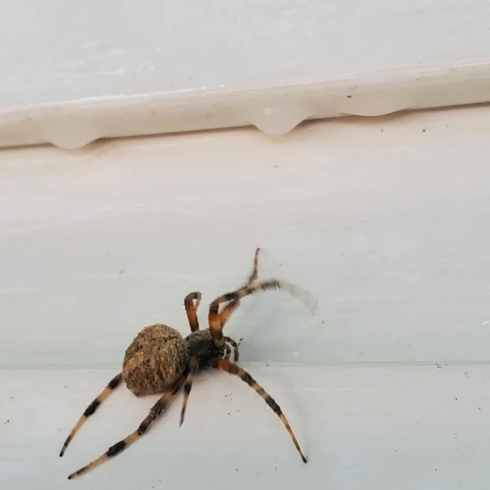 Total Pest And Termite , LLC