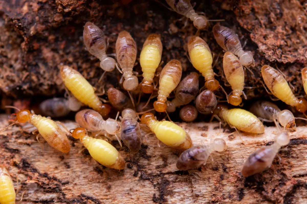 Upstate Pest Management, LLC
