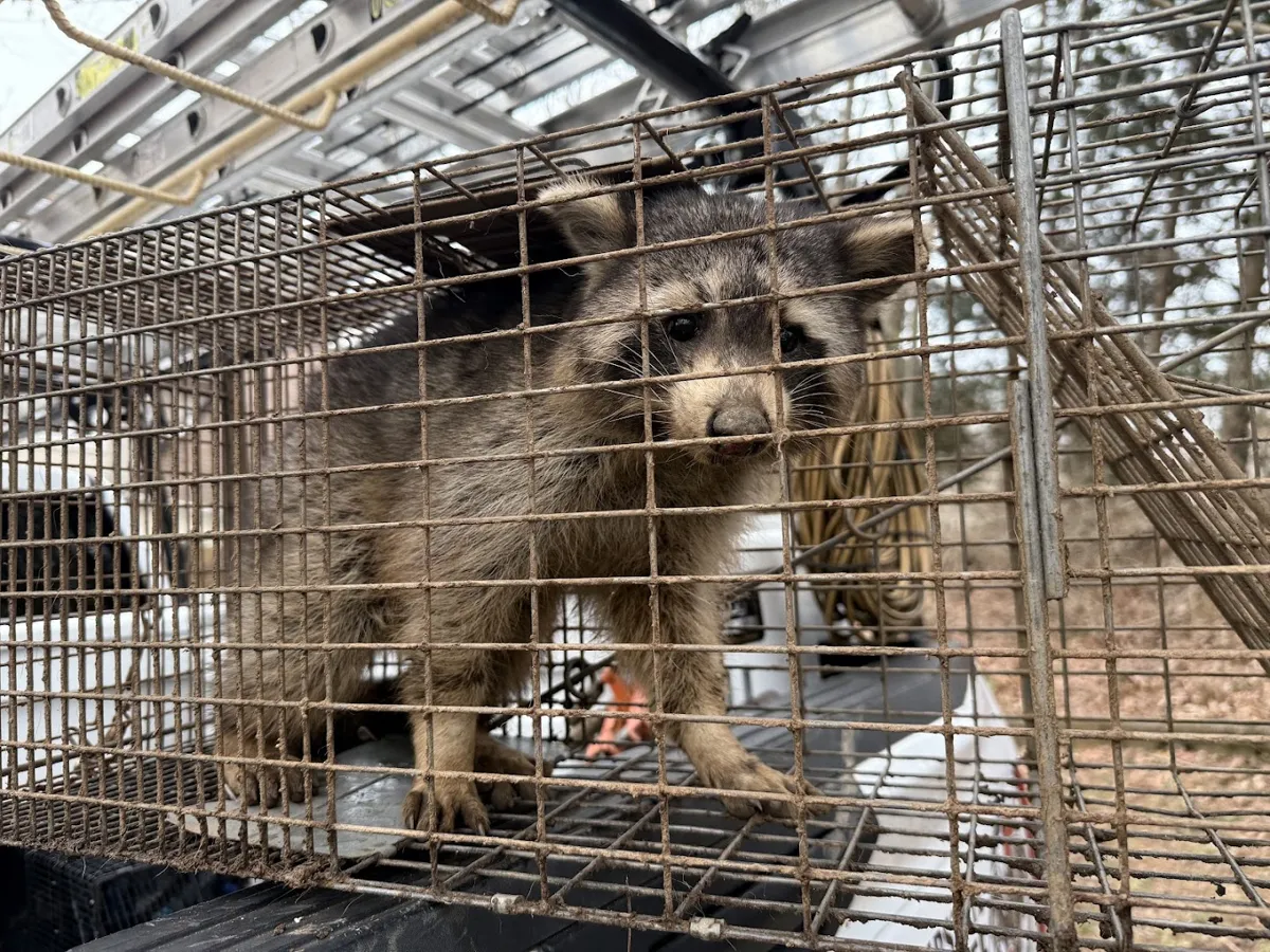 Upstate Wildlife Solutions LLC