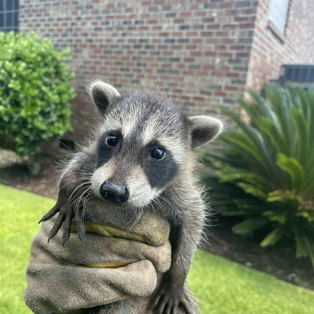 Wando Wildlife Removal, LLC